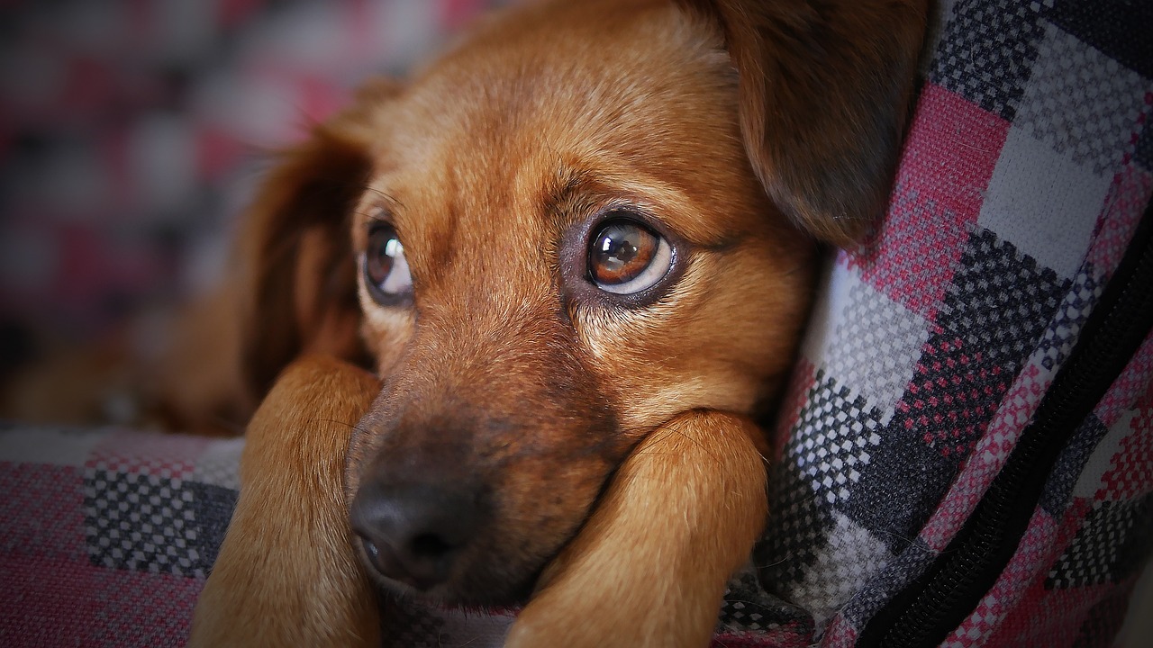 hond bij scheiding